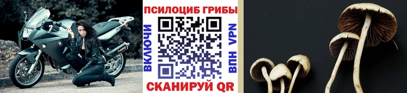 Псилоцибиновые грибы мицелий Балахна